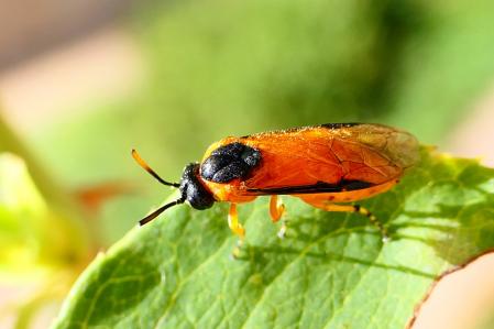 La avispa del rosal, en detalle.