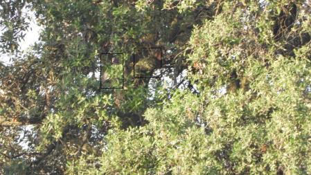 Solución al Reto visual de las palomas torcaces, con su posición señalizada.