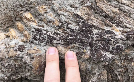 El fósil hallado en el Dinosaur Provincial Park