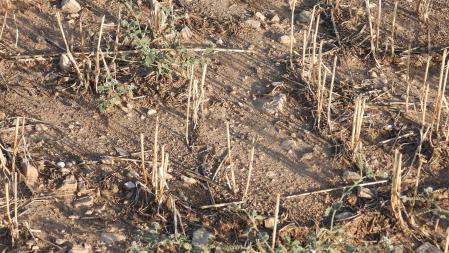 Reto visual: ¿Puedes encontrar a la mariposa en menos de 30 segundos?