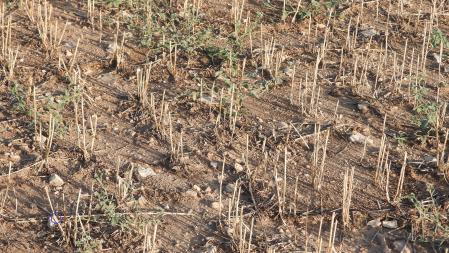 solu reto mariposa nocturna