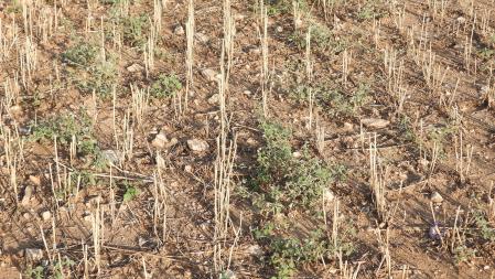 solu reto mariposa nocturna