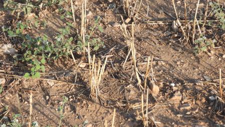 solu reto mariposa nocturna