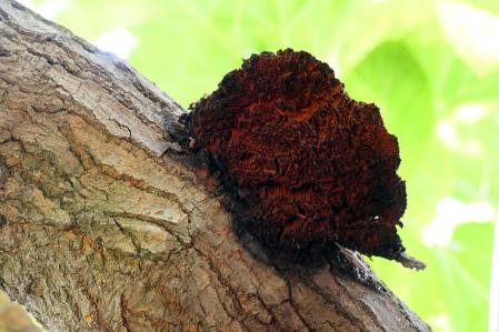 El hongo Inonotus hispidus.