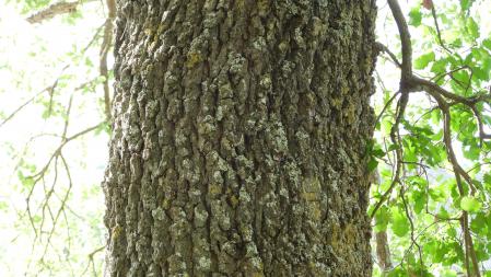 Reto visual mariposa