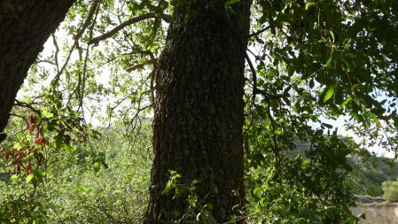 Reto visual mariposa