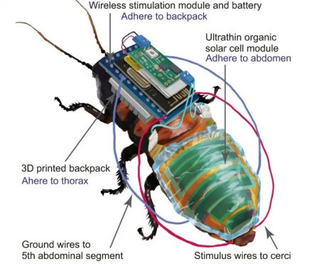 La cucaracha 'ciborg'