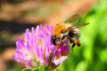 Abejorro en el huerto del monasterio de Pedralbes.