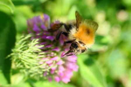Abejorro en el huerto del monasterio de Pedralbes.