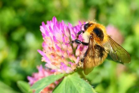 Abejorro en el huerto del monasterio de Pedralbes.