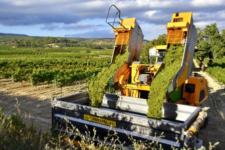 Escena de la vendimia en el Penedès.