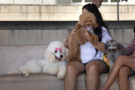 Quedada de caniches mensual en el anillo olímpico, reunión de caniches, perros