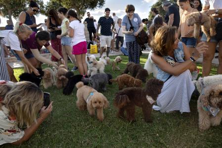 Quedada de caniches mensual en el anillo olímpico, reunión de caniches, perros