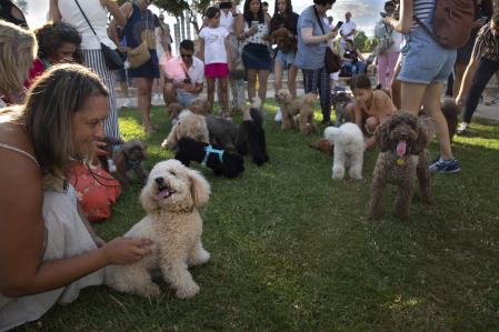 Quedada de caniches mensual en el anillo olímpico, reunión de caniches, perros