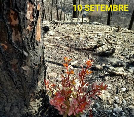 El Pont de Vilomara.