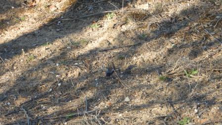 Papamoscas cerrojillo.