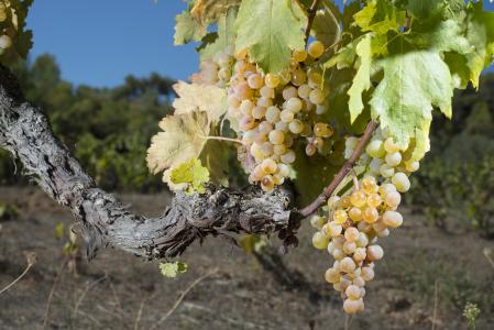 Uvas destinadas a l'Auditori Blanc