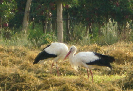 Las cigüeñas del Empordanet.