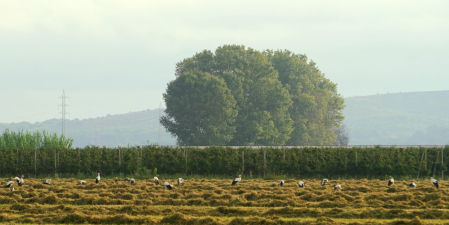 Las cigüeñas del Empordanet.