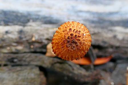 Miniseta de Barcelona.