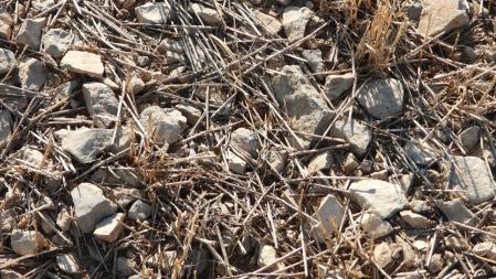 Reto visual: ¿Puedes localizar a la polilla?