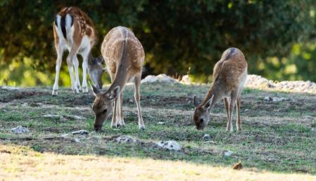 Bandada de gamos en Albanyà.