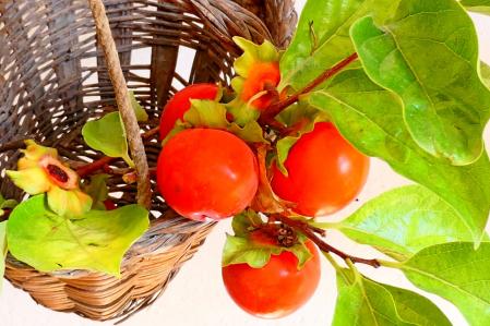 Caquis del huerto del monasterio de Pedralbes.