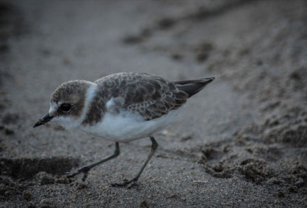Chorlitejo patinegro.
