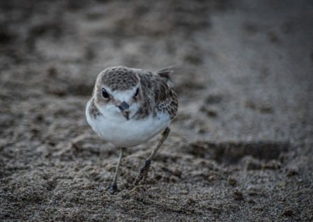 Chorlitejo patinegro.