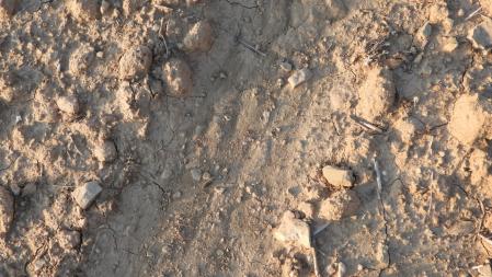 Reto visual: ¿Cuántas orugas hay?