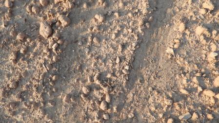 Reto visual: ¿Dónde están las orugas?