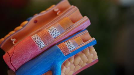 Modelo de arteria (en rojo) de corazón