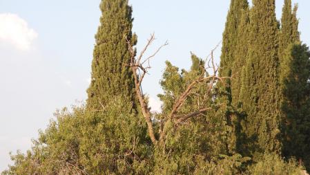 Reto visual: ¿Puedes ver a la abubilla?