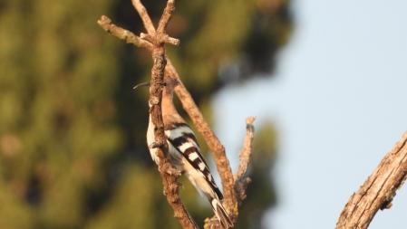 Reto visual: la abubilla que buscamos, en detalle.