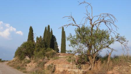 Solución al Reto visual de la abubilla.
