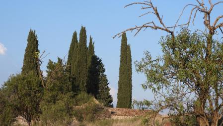 Solución al Reto visual de la abubilla, con su posición marcada.
