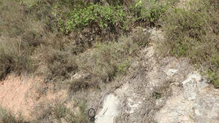 Solución al Reto visual de la lagartija.