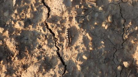 Reto visual: la oruga que buscamos, en detalle.