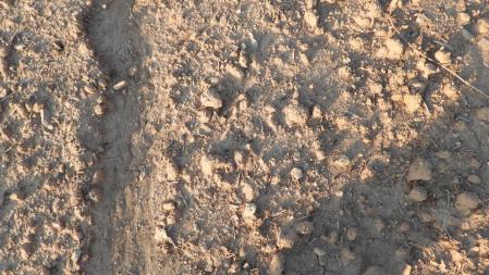 Reto visual: ¿Dónde están las orugas?