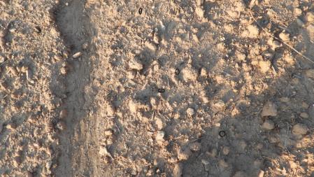 La solución a la tercera imagen del Reto visual de las orugas.