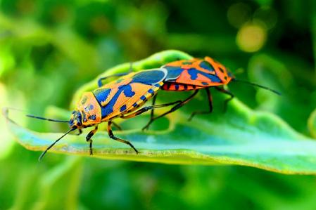 Chinche Eurydema ventralis.