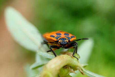 Chinche Eurydema ventralis.