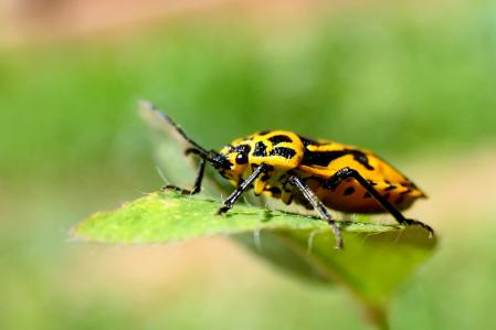 Chinche Eurydema ventralis.