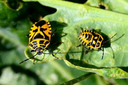Chinche Eurydema ventralis.