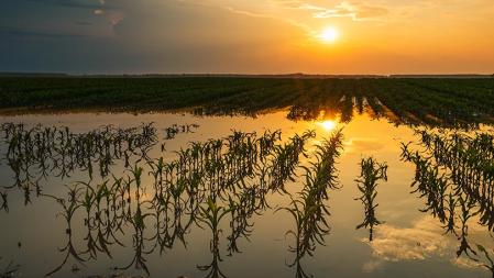 Campo de maiz inundado