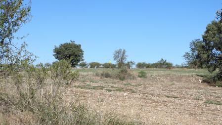 La solución del Reto visual del busardo.