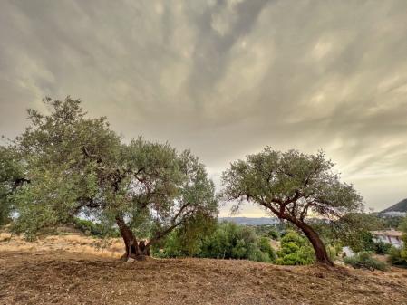 Amanece con calima en Osunillas.