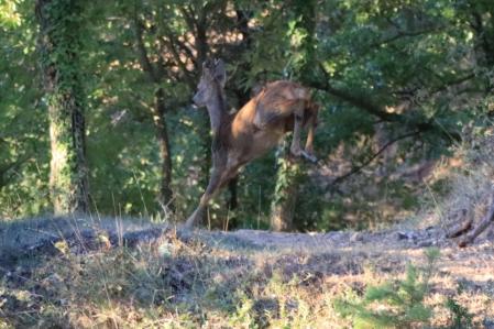 Corzo en Muntanyola.