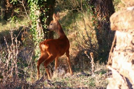 Corzo en Muntanyola.