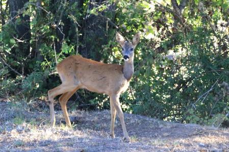 Corzo en Muntanyola.